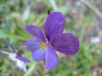 Plant flower green purple violet.