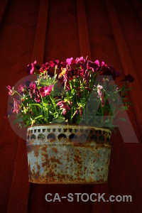 Plant flower green red pot.