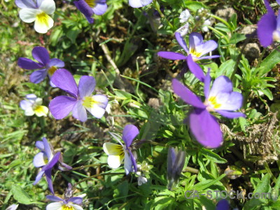 Plant flower green violet purple.