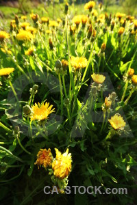 Plant flower green yellow.