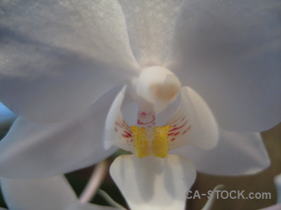 Plant flower orchid gray.