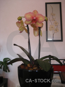 Plant flower pink orchid.