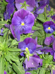 Plant flower purple violet green.