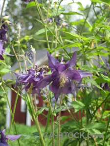 Plant green flower purple.