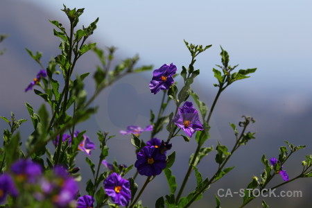 Plant green flower purple europe.