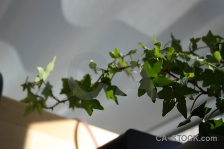 Plant green gray ivy leaf.