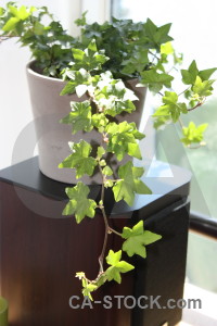 Plant green ivy leaf.