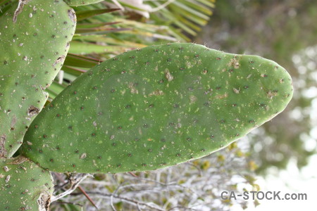 Plant green texture nature cactus.