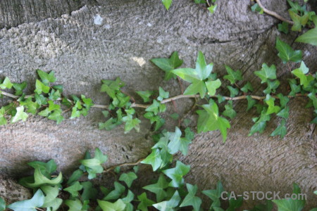 Plant leaf green ivy.