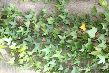 Plant leaf ivy green.