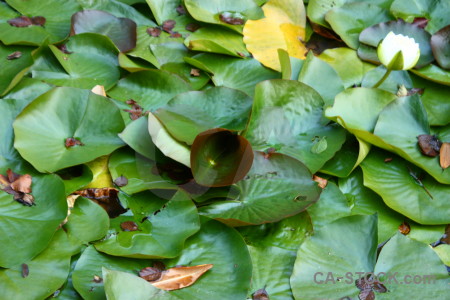 Plant lily flower leaf green.
