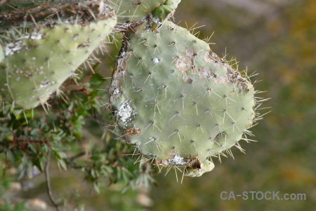 Plant nature texture green cactus.