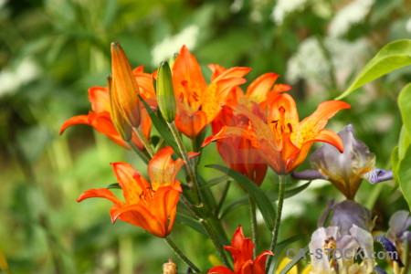 Plant orange lily yellow green.
