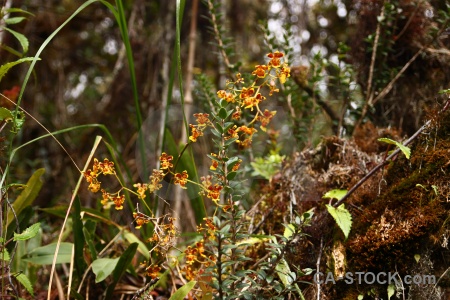 Plant peru andes south america orchid.