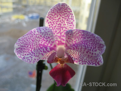 Plant pink orchid purple flower.