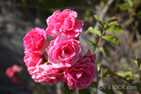 Plant pink rose flower red.