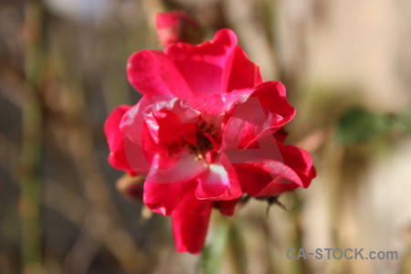 Plant pink rose red flower.