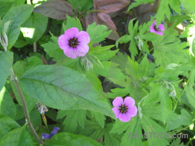 Plant purple green flower.