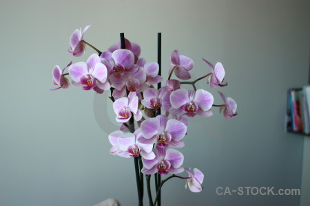 Plant purple orchid flower.