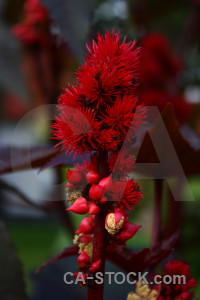 Plant red black flower.