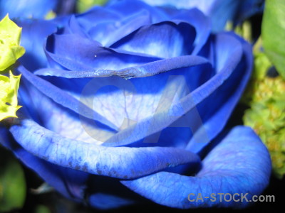 Plant rose blue green flower.