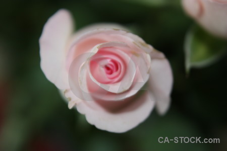 Plant rose flower pink.