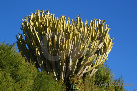 Plant spain cactus europe blue.