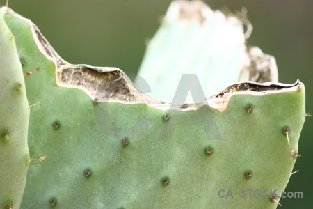 Plant texture green cactus nature.