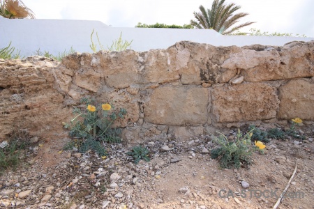 Plant wall stone javea rock.