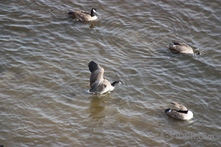 Pond animal bird aquatic water.