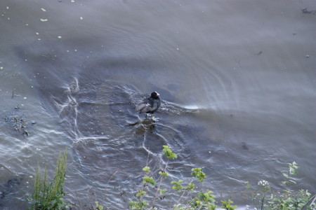 Pond animal water aquatic bird.
