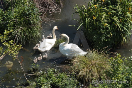 Pond aquatic animal bird water.