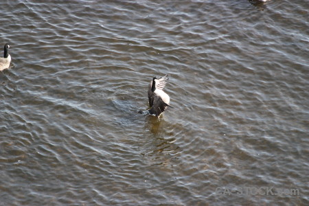Pond aquatic water animal bird.