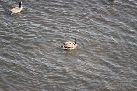 Pond aquatic water bird animal.