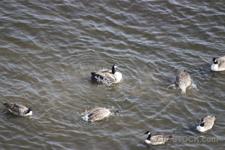 Pond bird water animal aquatic.