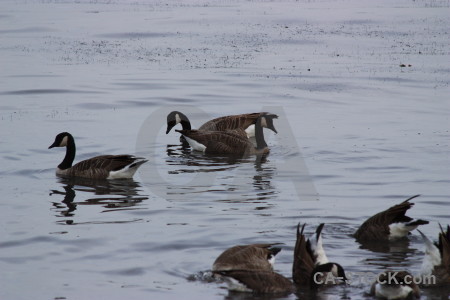 Pond water animal aquatic bird.