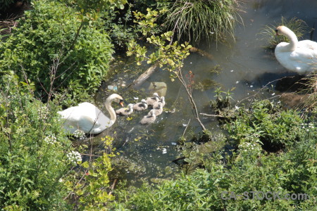 Pond water swan aquatic animal.