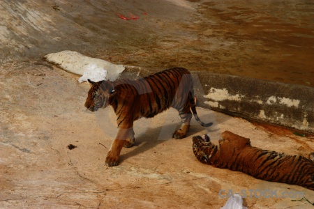 Pool asia animal tiger wat pha luang ta bua.