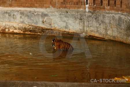 Pool thailand asia water tiger.