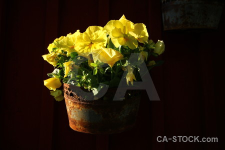 Pot flower black yellow plant.