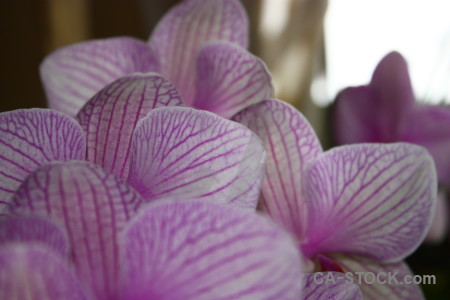 Purple flower orchid plant.