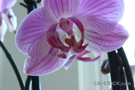 Purple plant orchid flower.