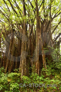 Rainforest tree green brown.