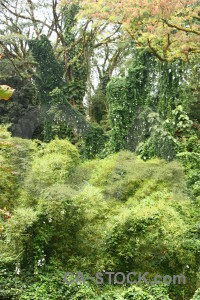 Rainforest tree green forest.