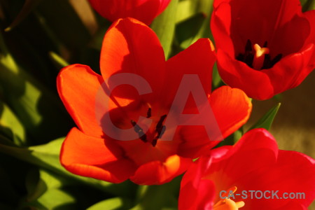 Red flower orange tulip plant.
