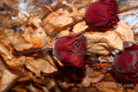 Red flower plant brown dried.