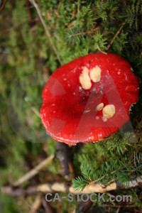 Red fungus toadstool mushroom green.