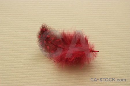 Red object feather.
