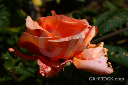 Red orange flower rose plant.