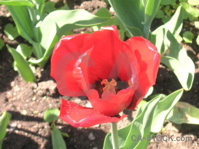 Red plant green flower tulip.